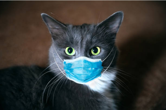 Coronavirus and Cats: A Helpful Guide for Cat Owners