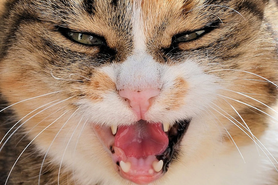 Safety Tips: How to Calm an Aggressive Cat