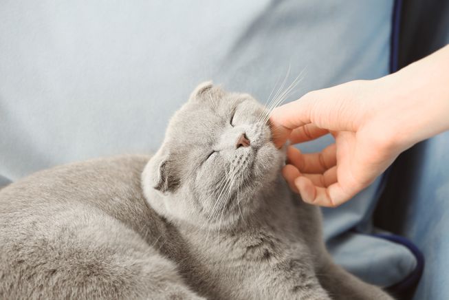 Why does a cat purr?